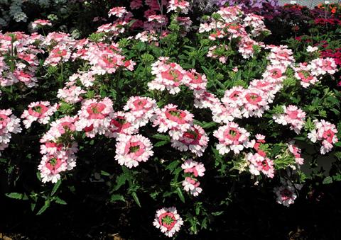 Photos von Blumenvarianten benutzt als: Topf und Beet Verbena hybrida Bebop® Pink