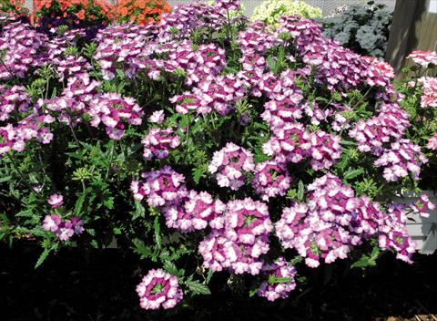 Photos von Blumenvarianten benutzt als: Topf und Beet Verbena hybrida Bebop® Violet