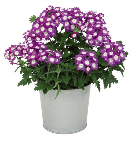 Photos von Blumenvarianten benutzt als: Topf Verbena hybrida Blues® Dark Violet