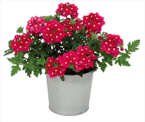 Photos von Blumenvarianten benutzt als: Topf Verbena hybrida Blues® Magenta