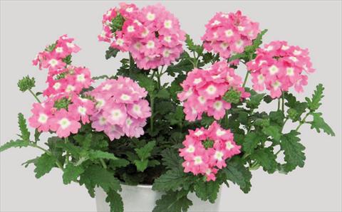 Photos von Blumenvarianten benutzt als: Topf Verbena hybrida Blues® Pink