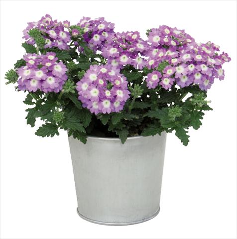 Photos von Blumenvarianten benutzt als: Topf Verbena hybrida Blues® Sky Blue