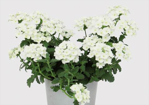 Photos von Blumenvarianten benutzt als: Topf Verbena hybrida Blues® White
