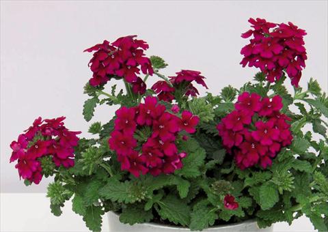 Photos von Blumenvarianten benutzt als: Topf Verbena hybrida Pop® Burgudy