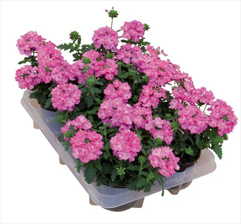Photos von Blumenvarianten benutzt als: Topf Verbena hybrida Pop® Dark Pink