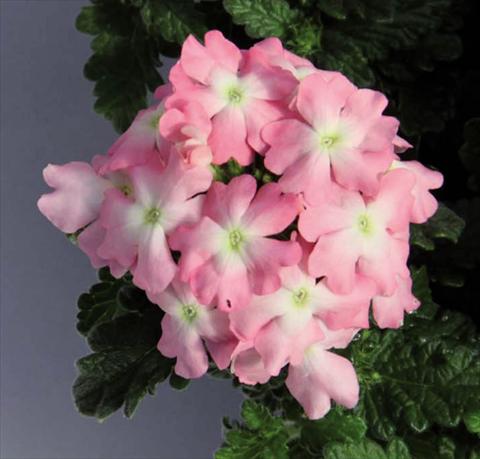 Photos von Blumenvarianten benutzt als: Topf Verbena hybrida Pop® Light Pink