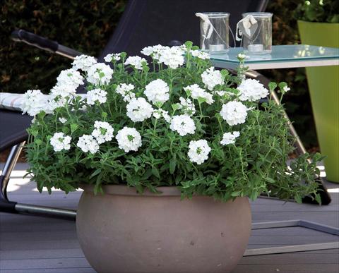 Photos von Blumenvarianten benutzt als: Topf Verbena hybrida Pop® White
