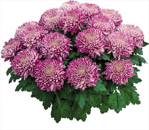 Photos von Blumenvarianten benutzt als: Topf Chrysanthemum Arobaz Rose