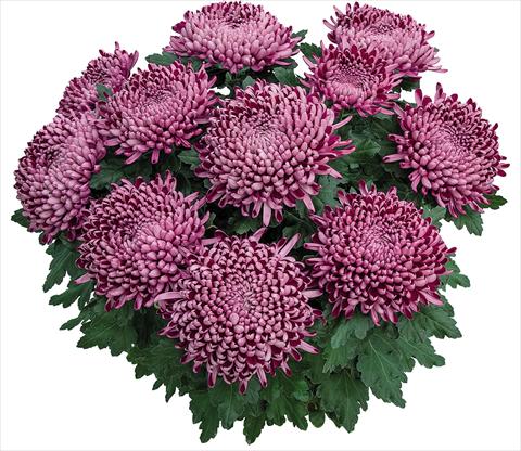 Photos von Blumenvarianten benutzt als: Topf Chrysanthemum Cyrano Violet