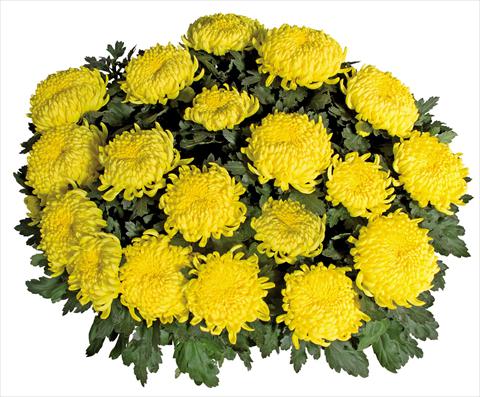 Photos von Blumenvarianten benutzt als: Topf Chrysanthemum Savona Jaune