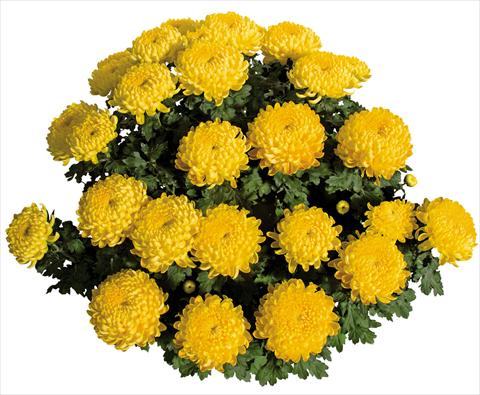 Photos von Blumenvarianten benutzt als: Topf Chrysanthemum Stabilo Jaune