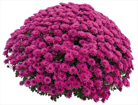 Photos von Blumenvarianten benutzt als: Topf Chrysanthemum Atol Violet