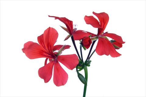 Photos von Blumenvarianten benutzt als: Ampel/Topf Pelargonium peltatum Grand Idols® Orange