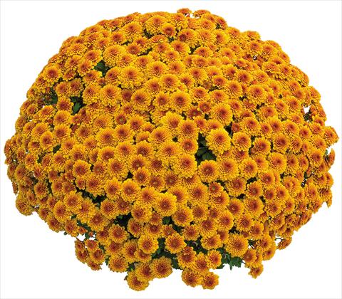 Photos von Blumenvarianten benutzt als: Topf Chrysanthemum Crisantemo a fiore Piccolo Capri Orange