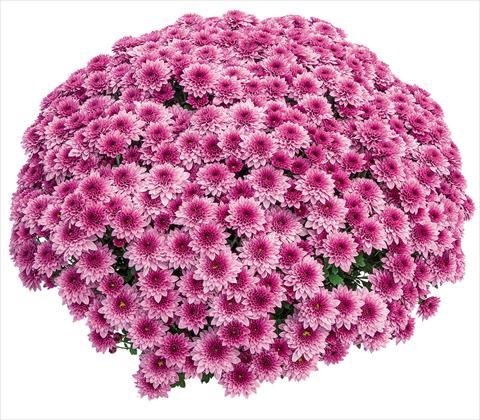 Photos von Blumenvarianten benutzt als: Topf Chrysanthemum Diva Rose