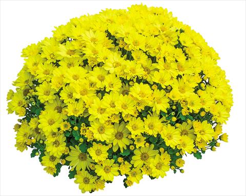 Photos von Blumenvarianten benutzt als: Topf Chrysanthemum Elys Jaune