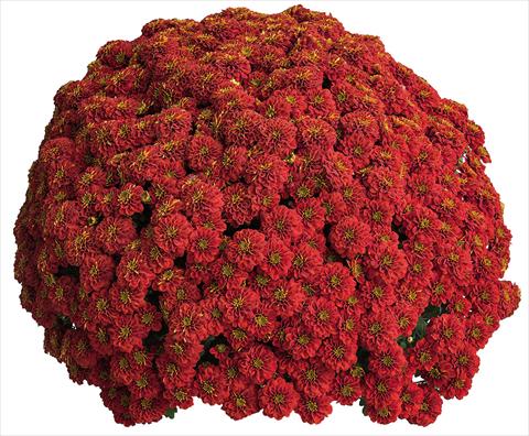 Photos von Blumenvarianten benutzt als: Topf Chrysanthemum Crisantemo a fiore Piccolo Rafia Rouge