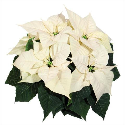 Photos von Blumenvarianten benutzt als: Topf Poinsettia - Euphorbia pulcherrima Glory White