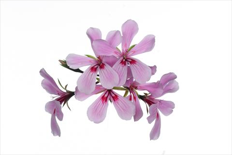 Photos von Blumenvarianten benutzt als: Ampel/Topf Pelargonium peltatum Grand Idols® Pink