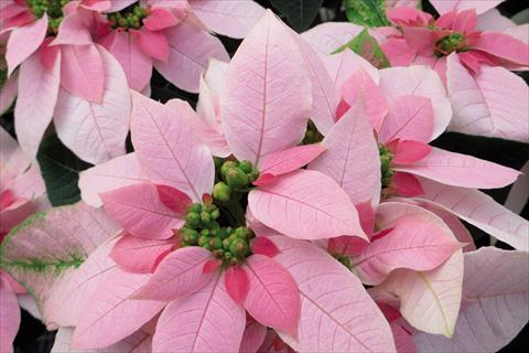 Photos von Blumenvarianten benutzt als: Topf Poinsettia - Euphorbia pulcherrima Luv U Soft Pink