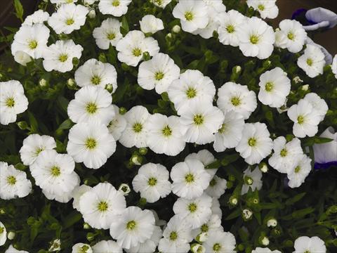 Photos von Blumenvarianten benutzt als: Topf und Beet Arenaria montana Lana White