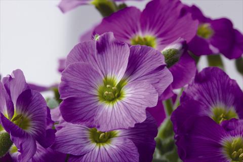 Photos von Blumenvarianten benutzt als: Topf und Beet Aubrieta Florado Rose