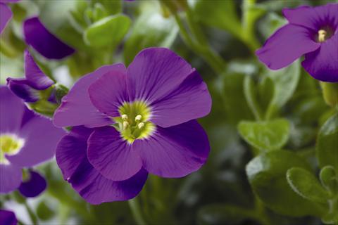 Photos von Blumenvarianten benutzt als: Topf und Beet Aubrieta gracilis Kitte® Blue