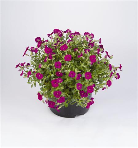 Photos von Blumenvarianten benutzt als: Beet- / Rabattenpflanze Aubrieta hybrida Regado Red