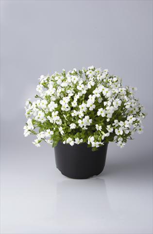 Photos von Blumenvarianten benutzt als: Topf und Beet Aubrieta hybrida Regado White