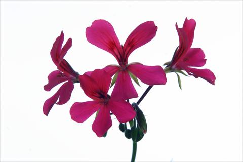 Photos von Blumenvarianten benutzt als: Ampel/Topf Pelargonium peltatum Grand Idols® Purple
