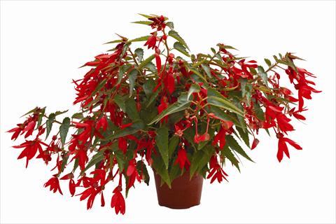 Photos von Blumenvarianten benutzt als: Beet, Topf oder Ampel Begonia boliviensis Bonaparte Red
