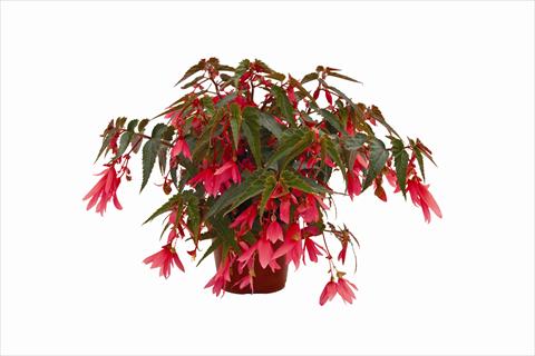 Photos von Blumenvarianten benutzt als: Beet, Topf oder Ampel Begonia boliviensis Bonaparte Rose