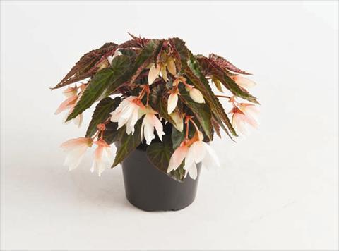 Photos von Blumenvarianten benutzt als: Beet, Topf oder Ampel Begonia boliviensis Bonaparte White