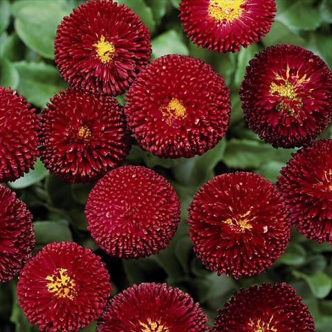 Photos von Blumenvarianten benutzt als: Topf und Beet Bellis perennis Bellissima Red