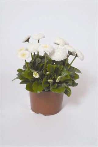Photos von Blumenvarianten benutzt als: Topf und Beet Bellis perennis Bellissima White