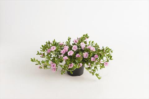 Photos von Blumenvarianten benutzt als: Beet, Topf oder Ampel Calibrachoa hybrida Can-Can® Rosies Light Pink
