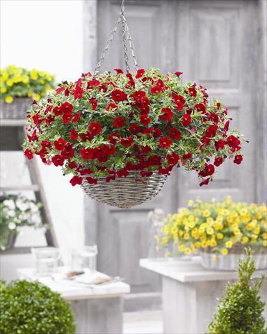 Photos von Blumenvarianten benutzt als: Beet, Topf oder Ampel Calibrachoa hybrida Cabaret™ Bright Red 2012