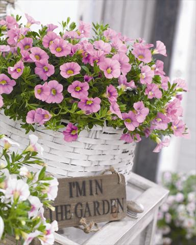 Photos von Blumenvarianten benutzt als: Beet, Topf oder Ampel Calibrachoa hybrida Cabaret™ Light Pink