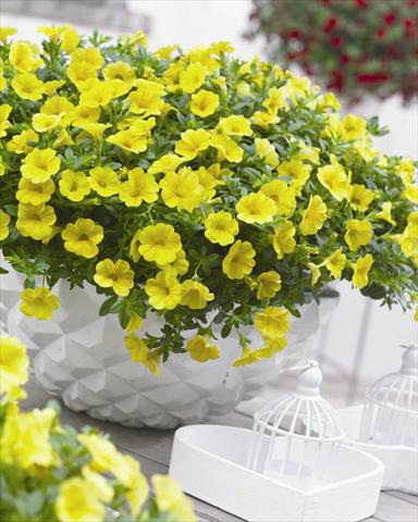 Photos von Blumenvarianten benutzt als: Beet, Topf oder Ampel Calibrachoa hybrida Cabaret™ Pure Yellow