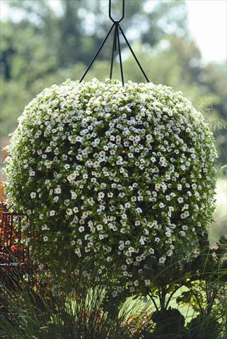 Photos von Blumenvarianten benutzt als: Beet, Topf oder Ampel Calibrachoa hybrida Cabaret™ White Improved