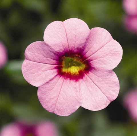 Photos von Blumenvarianten benutzt als: Beet, Topf oder Ampel Calibrachoa hybrida Can-Can® Pink With Eye