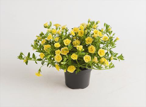 Photos von Blumenvarianten benutzt als: Beet, Topf oder Ampel Calibrachoa hybrida Can-Can® Rosies Dark Yellow