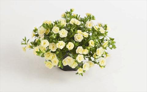 Photos von Blumenvarianten benutzt als: Beet, Topf oder Ampel Calibrachoa hybrida Can-Can® Rosies Light Yellow
