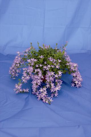 Photos von Blumenvarianten benutzt als: Topf und Beet Campanula poscharskyana Hirsch Blue