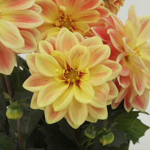 Photos von Blumenvarianten benutzt als: Topf und Beet Dahlia x hybrida Dahlietta™ Coby Orange Yellow