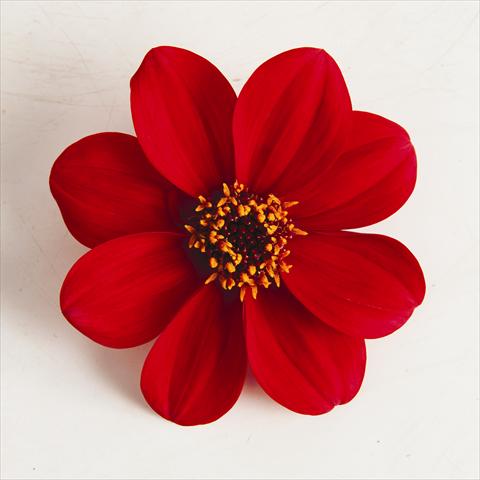 Photos von Blumenvarianten benutzt als: Topf und Beet Dahlia x hybrida Happy Days® Red
