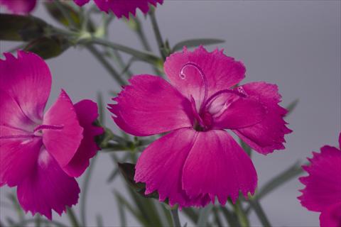 Photos von Blumenvarianten benutzt als: Topf und Beet Dianthus hybridus Dinetta Lilac