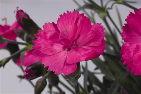 Photos von Blumenvarianten benutzt als: Topf und Beet Dianthus hybridus Dinetta Pink