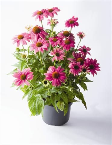 Photos von Blumenvarianten benutzt als: Topf und Beet Echinacea purpurea PowWow™ Wild Berry