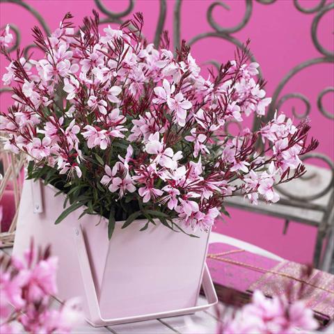 Photos von Blumenvarianten benutzt als: Topf Gaura lindheimeri Gaudi® Pink